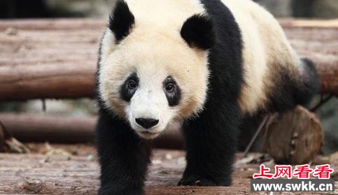 大熊猫黑眼圈变白引围观 功夫熊猫原型是姑娘遭热议
