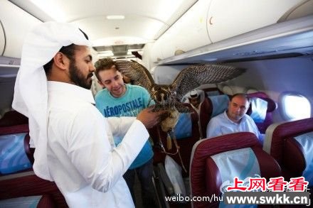 阿拉伯男子展示老鹰