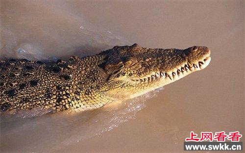 澳65岁老人遇洪水 被鳄鱼围困3天幸获救(图)