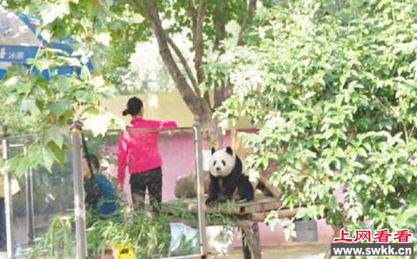 大熊猫被逼坐台 国宝在动物园日子不好混 图