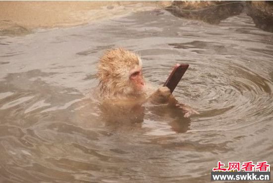 日一猴子在温泉中玩手机爆红网络 图