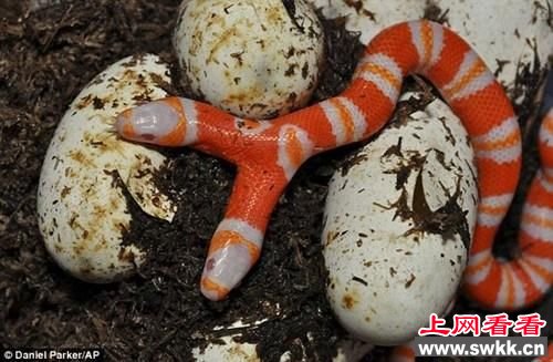 印度神庙惊现五头蛇 盘点全球罕见多头动物