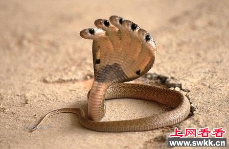 印度神庙惊现五头蛇 盘点全球罕见多头动物