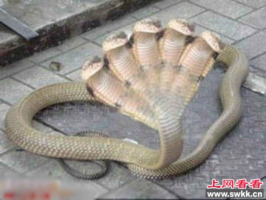 印度神庙惊现五头蛇