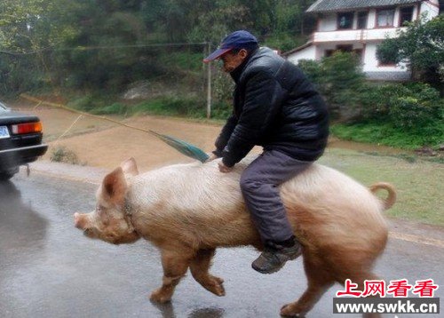 老人骑500斤猪逛街