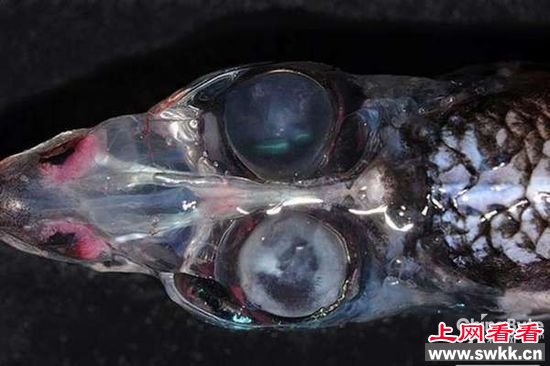 德国科学家在深海发现四眼怪鱼 拥有360度视觉(图)
