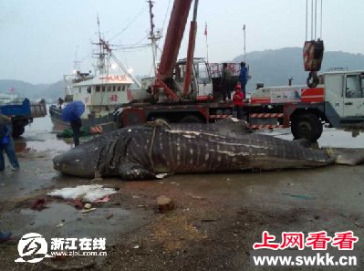 万斤大鱼被温州渔民捕获 很像鲸鲨