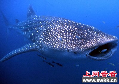 万斤大鱼被温州渔民捕获 很像鲸鲨