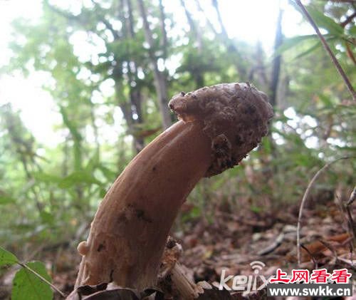 神奇蘑菇外形酷似男性生殖器 图