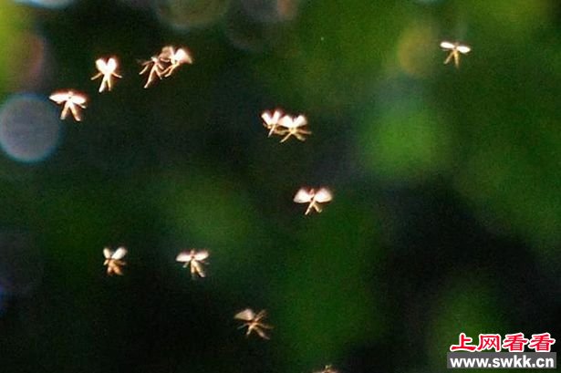 英大学讲师称在山谷中拍到花仙子！