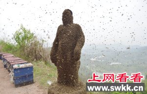 46万只小蜜蜂织成91斤重蜂衣