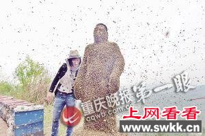 蜂衣制成重90多斤