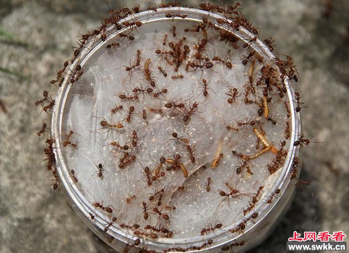 印尼蚂蚁卵上餐桌 富含蛋白质 图