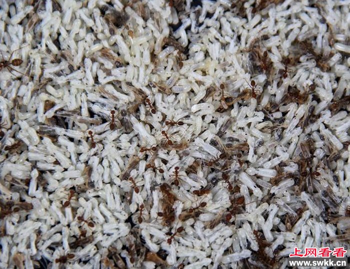 印尼蚂蚁卵上餐桌 富含蛋白质 图