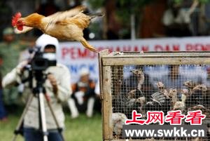 尼日利亚公鸡被宰前开口说话吓坏当地居民(图)