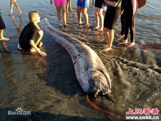 盘点捕获的活体白龙王皇带鱼 组图