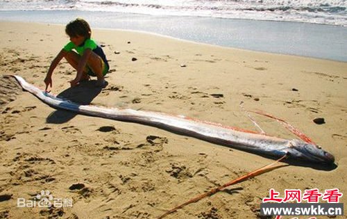 盘点捕获的活体白龙王皇带鱼 组图