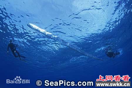 盘点捕获的活体白龙王皇带鱼 组图