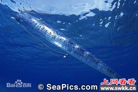 盘点捕获的活体白龙王皇带鱼 组图