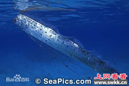 盘点捕获的活体白龙王皇带鱼 组图