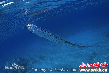 盘点捕获的活体白龙王皇带鱼 组图