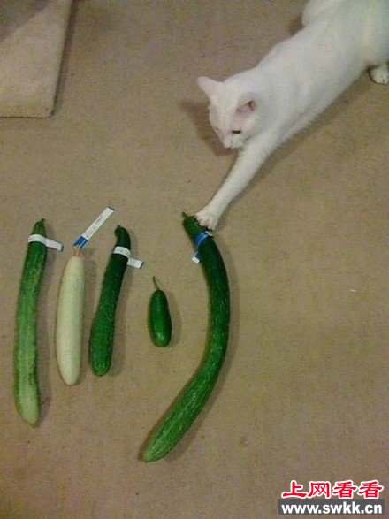 öƹϾۻ ͼ