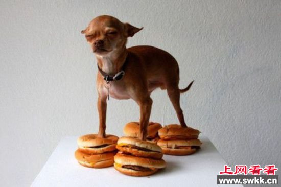 名模与猪游泳 牛人恶搞不知天高地厚（组图）