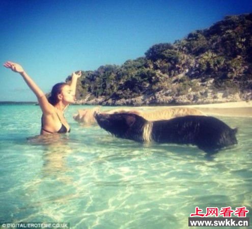 名模与猪游泳 牛人恶搞不知天高地厚（组图）