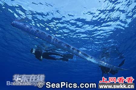 墨西哥海滩惊现体长4.5米活体白龙王 图