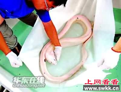墨西哥海滩惊现体长4.5米活体白龙王 图