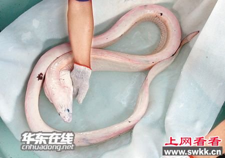 墨西哥海滩惊现体长4.5米活体白龙王 图
