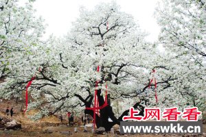 500岁梨树王开花