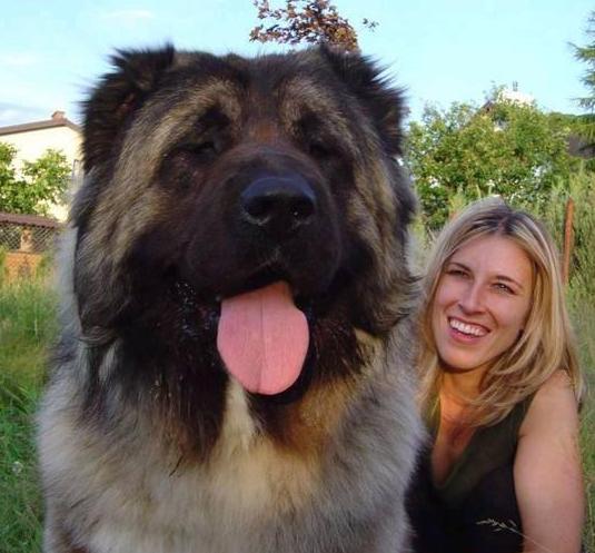 世界上最大的狗 图