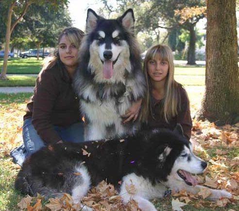 世界上最大的犬