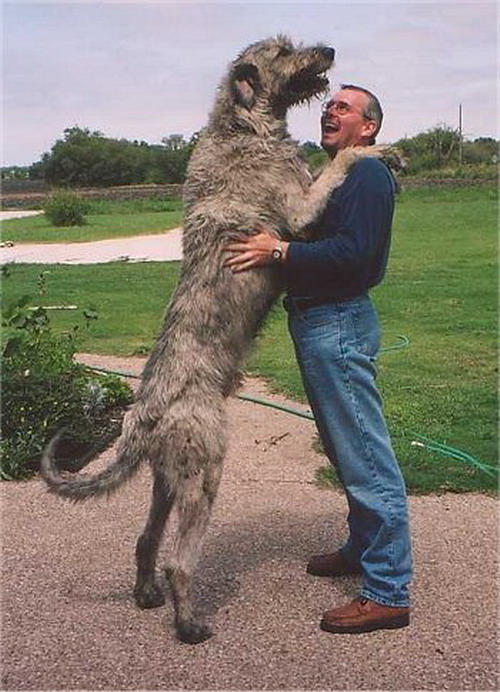 最大的狗狗