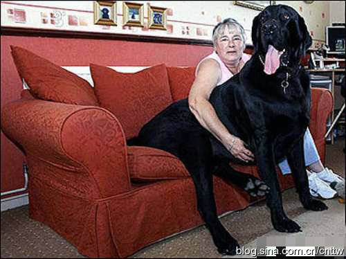世界上最大的狗,最大的犬