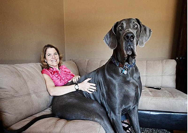 世界上最大的狗,最大的犬