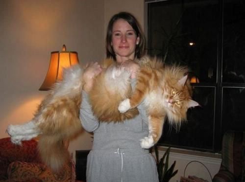 最大的猫