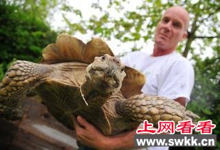 英夫妇错买苏卡达陆龟 重超百斤有望突破两百斤