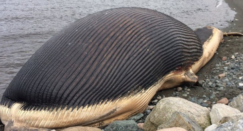 加拿大搁浅25米蓝鲸尸体恐将爆炸 图