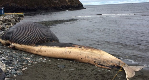 加拿大搁浅25米蓝鲸尸体恐将爆炸 图