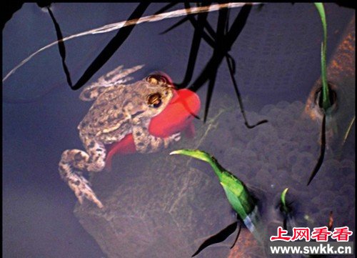 超懒青蛙骑在金鱼身上 图