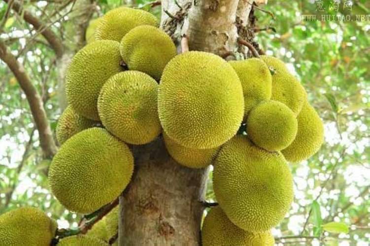 菠萝蜜 营养价值 你能喂饱全世界吗?