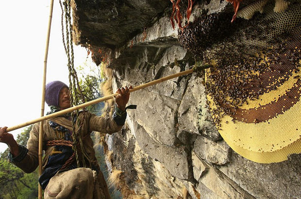 尼泊尔古隆部落采蜜人攀岩采野蜂蜜 图