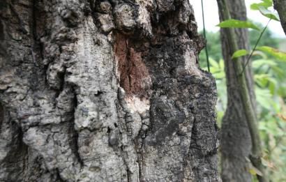 古青冈树布满了输液留下的孔。