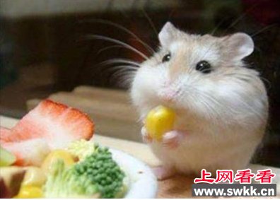 曝“全球最骇人10大菜” 胎盘餐生食猴脑你敢尝试吗？(组图)
