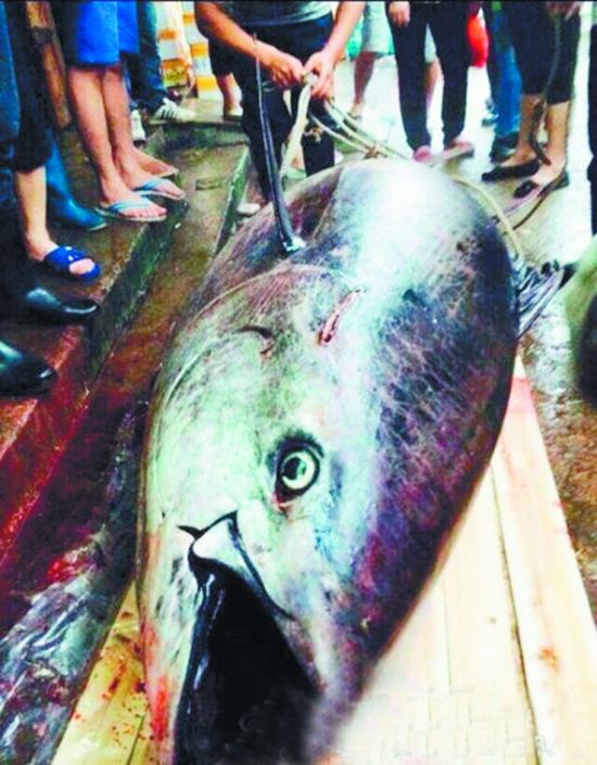 疑似蓝鳍金枪鱼