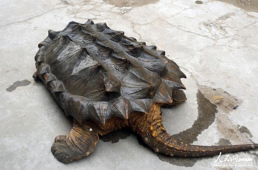 巨型鳄龟