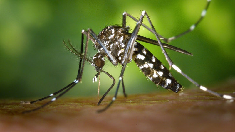 南非吸脂蚊子被蚊子咬也能减肥 图
