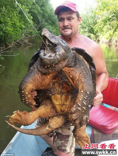 美男子钓到重90斤巨型鳄龟
